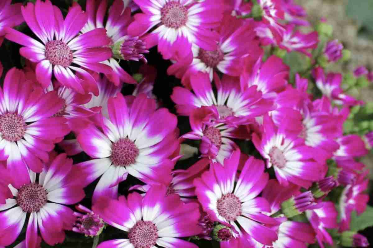 Per ottenere una fioritura abbondante e duratura dalla Cineraria, è fondamentale seguire alcune semplici regole di coltivazione.